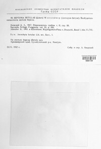 Sphaerulina betulae image